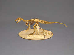 Megaraptor namunhuaiquii Scale 1:20 - buy online