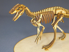 Megaraptor namunhuaiquii Scale 1:20