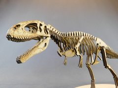 Image of Taurovenator violantei Scale 1:20