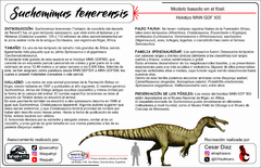 Suchomimus tenerensis Escala 1:20