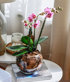 Mini Phalaenopsis no Aquário de Vidro - comprar online