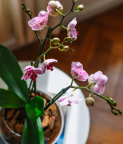 Mini Phalaenopsis no Aquário de Vidro na internet