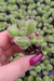 COTYLEDON TOMENTOSA (PLUG) PATA DE URSO