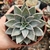 ECHEVERIA PANICULATA (PT 9) - comprar online