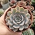 ECHEVERIA HÉRCULES (PT 9) - comprar online