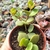 PEPEROMIA HOPPE (PT 9) - comprar online