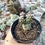 Tephrocactus Papyracanthus (Pt 09) na internet