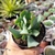 CRASSULA ARBORESCENS UNDULATIFOLIA (PT 9) - loja online