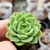 ECHEVERIA LIME'N CHILE (PLUG) - comprar online