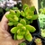 SEDUM ADOLPHII GOLDEN GLOW (PT 7) - loja online