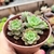 ECHEVERIA SIGRID (PT)9 - loja online