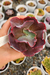 ECHEVERIA GIBB. OLIVER (PT 9) - comprar online