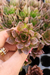 ECHEVERIA BLACK PRINCE (PLUG) na internet