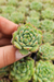 ECHEVERIA DORETTE (PLUG) - comprar online