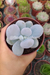 PACHYPHYTUM OVIFERUM (PT 9) - PEDRA DA LUA