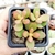 CRASSULA OVATA MINI JADE (PT 7) - comprar online