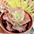 ECHEVERIA GIB. CURLS (POTE 9) - comprar online