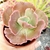 ECHEVERIA GIB. REAL (PT 9) na internet