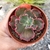 ECHEVERIA GIBB VIRGINEA LEE (PT 9) CARUNCULAS