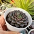 ECHEVERIA COSTANAY (PT 9) - comprar online