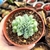 ECHEVERIA HIARIUM CRISTATA (PT 9) na internet