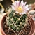 STENOCACTUS KLERIANUS (PT 9) - loja online