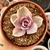 ECHEVERIA RAINBOW (PT 9) - comprar online