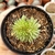 CRAPTOVERIA SILVER STAR CRISTATA (PT 9) - comprar online