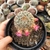 CACTO MAMMILLARIA MICHOHELIA (PT 15) na internet