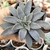 ECHEVERIA CARNICOLOR (PT 7) - comprar online