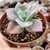 GRAPTOVERIA ALBERT BAYNES MONTRUOSA POUCO VARIEGATA (PT 9) - comprar online