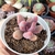 PACHYPHYTUM GUANGZHOU (PT 9) - loja online