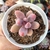 PACHYPHYTUM GUANGZHOU (PT 9) na internet