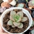 Graptoveria Araluen Gem (PT 9) - comprar online