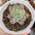 ECHEVERIA COLORATA HAAGE (PT 9) - comprar online