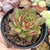 ECHEVERIA PULI-LINDSAYANA (PT 9) - comprar online