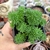 SEDUM MULTICEPS "POMPOM" (PT 7) - loja online