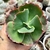 ECHEVERIA GIBB. MIDWAY (PT 9) CARANCULAS - loja online