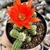 ECHINOPSIS CHAMAECEREUS "CACTO AMENDOIM" (PT 9) - comprar online