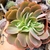 ECHEVERIA JAPAN MON RIVER CRISTATA (PT 9) - comprar online