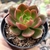 ECHEVERIA MONTSERRAT (PT 9) na internet