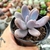 PACHYPHYTUM GLUTINICAULE (PT 9) - comprar online