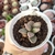 ADROMISCHUS MARIANIAE CLANWILLIAN (PT 9) na internet