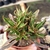 KALANCHOE SPIDER (PT 9) - comprar online