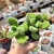 COTYLEDON TOMENTOSA (PT 7) PATA DE URSO - comprar online