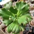 ECHEVERIA GIBB VIRGINEA LEE "G"(PT 15) CARUNCULAS - comprar online