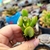 CRASSULA OVATA GOLLUM (PLUG) Orelha de Sherek - comprar online