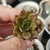 ECHEVERIA BLACK PRINCE (PLUG)