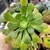 AEONIUM VERDE SEM IDENTIFICAÇÃO (PT 9) - loja online