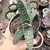 GASTERIA CARINATA (PT 9) - comprar online